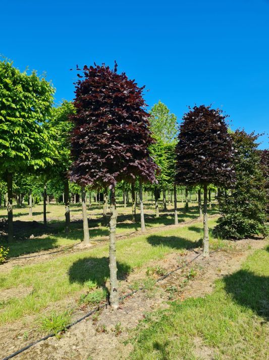 Jonge Rode beuk | Bijenkorfvorm