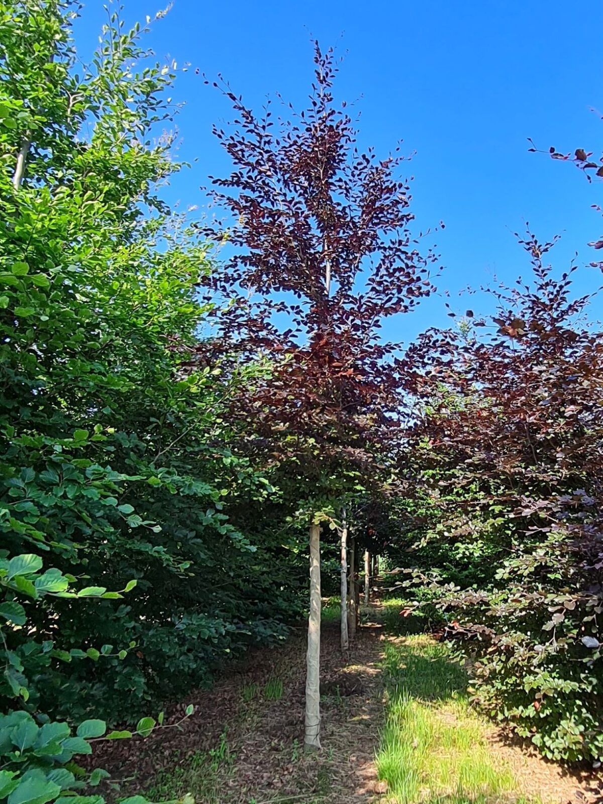 Volwassen Rode beuk | Hoogstam