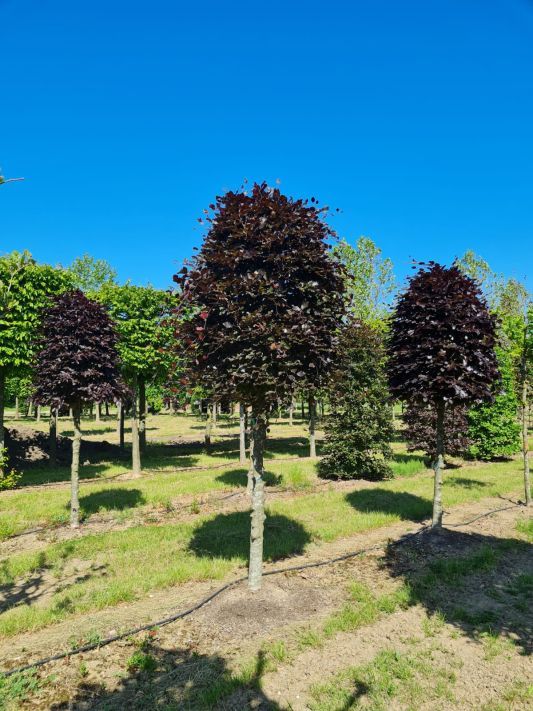 Jonge Rode beuk | Bijenkorfvorm