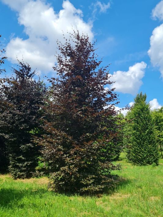 Volwassen Rode beuk | Hoogstam