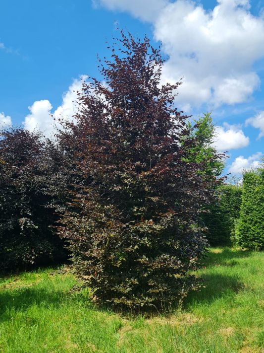 Volwassen Rode beuk | Hoogstam