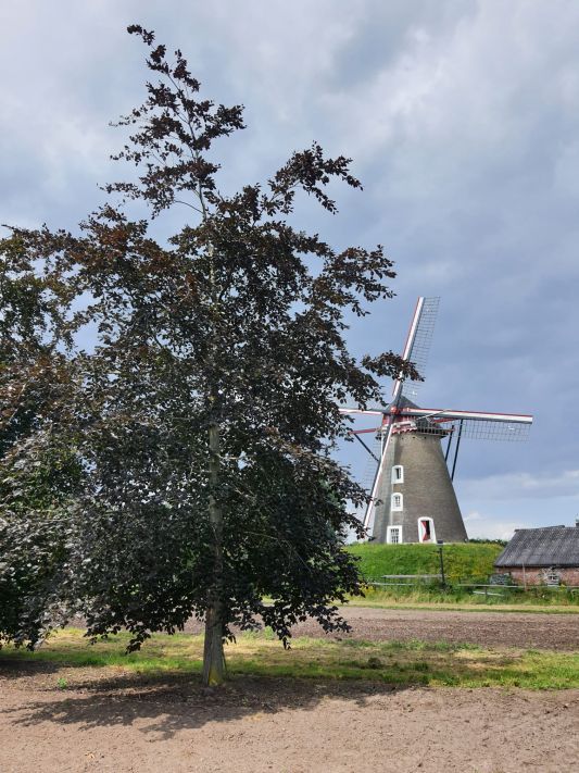 Volwassen Rode beuk | Hoogstam