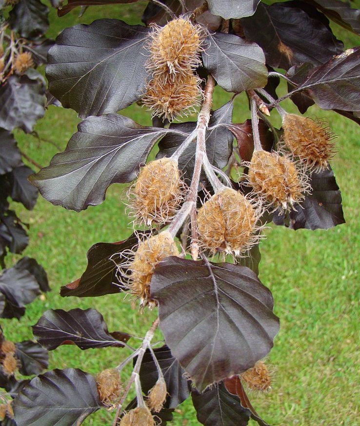 Jonge Rode beuk | Laagstam