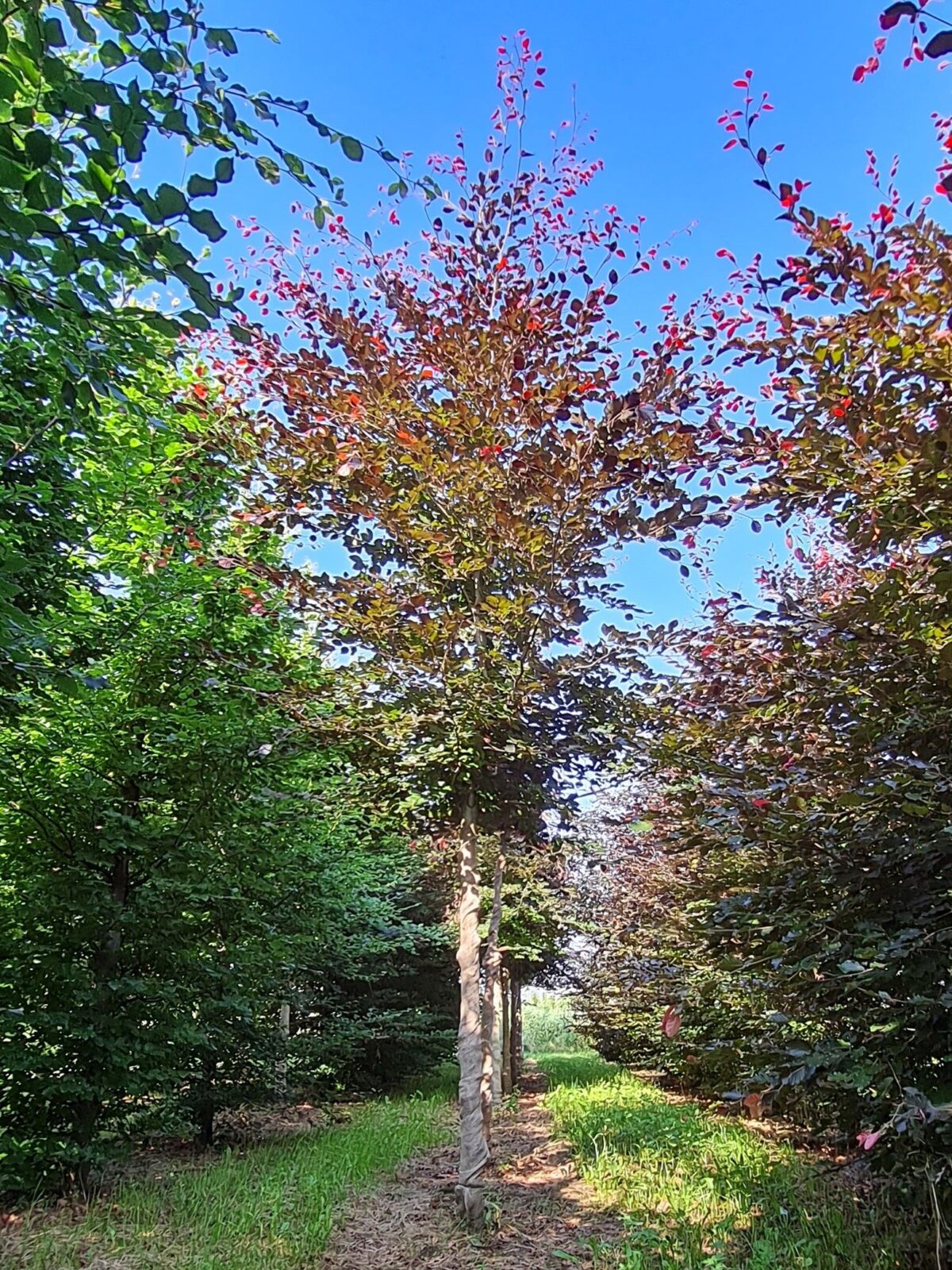 Jonge Rode beuk | Laagstam