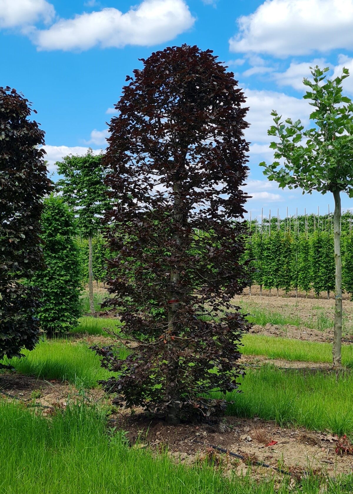 Jonge Rode beuk | Bijenkorfvorm