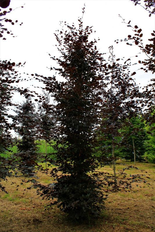 Volwassen Rode beuk | Laagstam