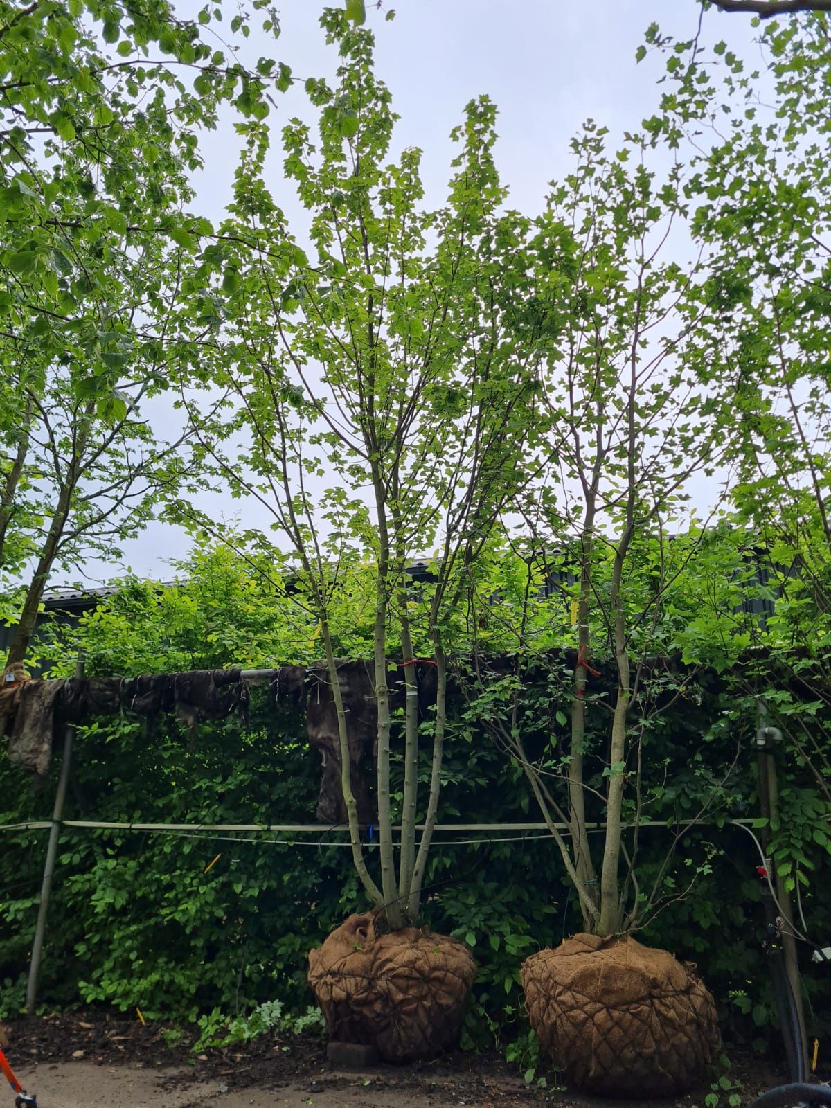 Jonge Rode esdoorn | Meerstammig