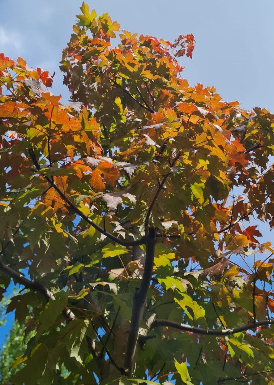 Jonge Rode esdoorn | Hoogstam