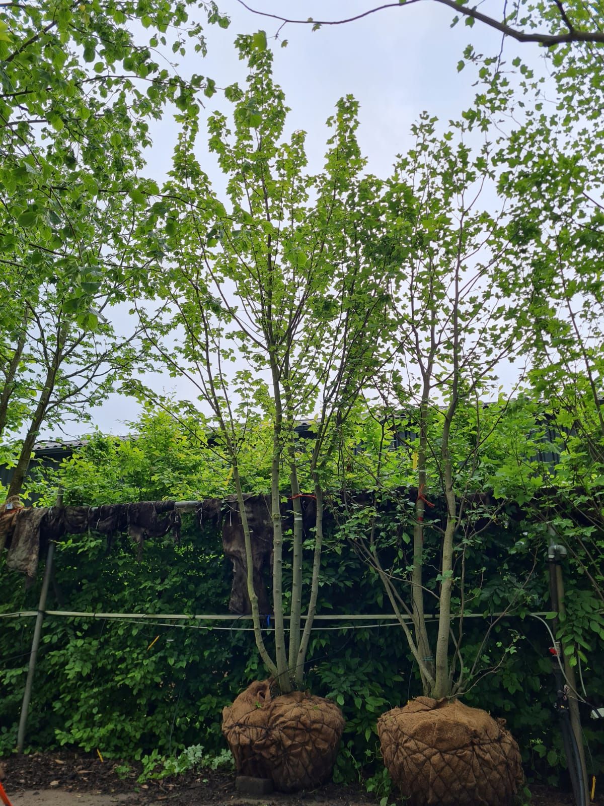 Jonge Rode esdoorn | Meerstammig