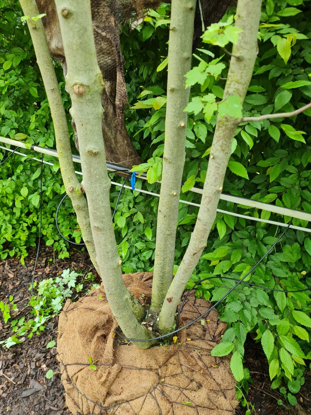 Jonge Rode esdoorn | Meerstammig