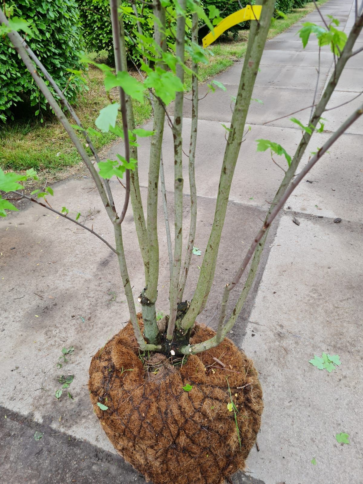 Jonge Rode esdoorn | Meerstammig