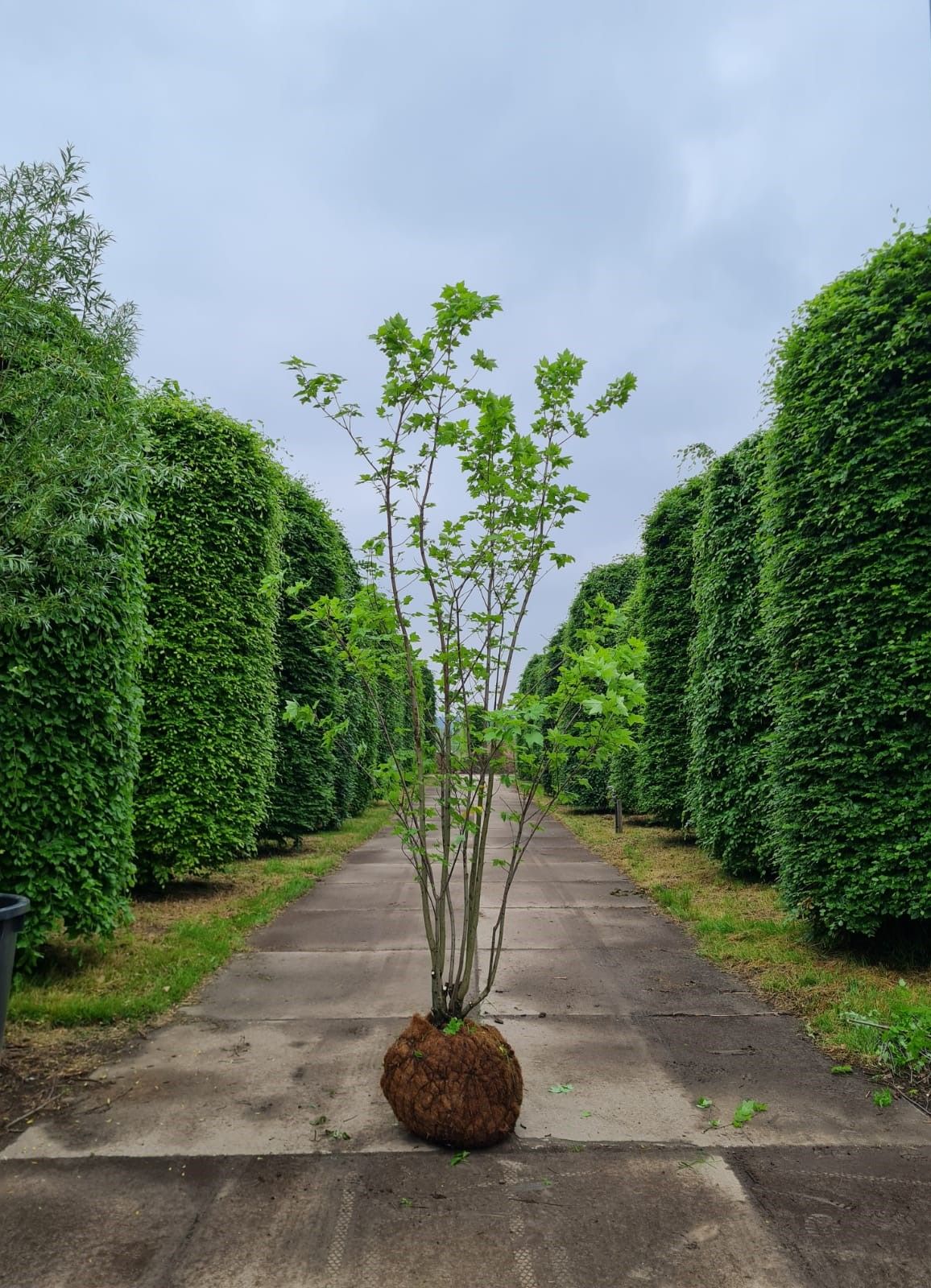 Jonge Rode esdoorn | Meerstammig