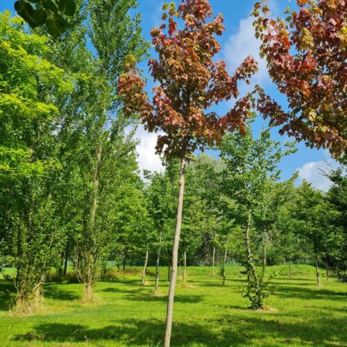 Jonge Rode esdoorn | Hoogstam