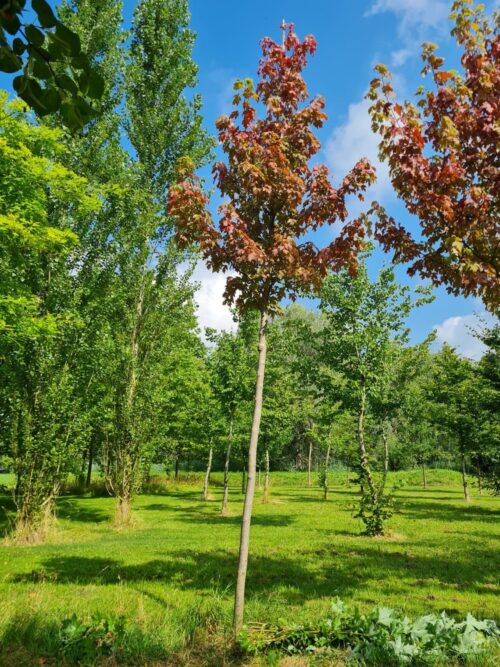 rode-esdoorn Rode esdoorn | Hoogstam