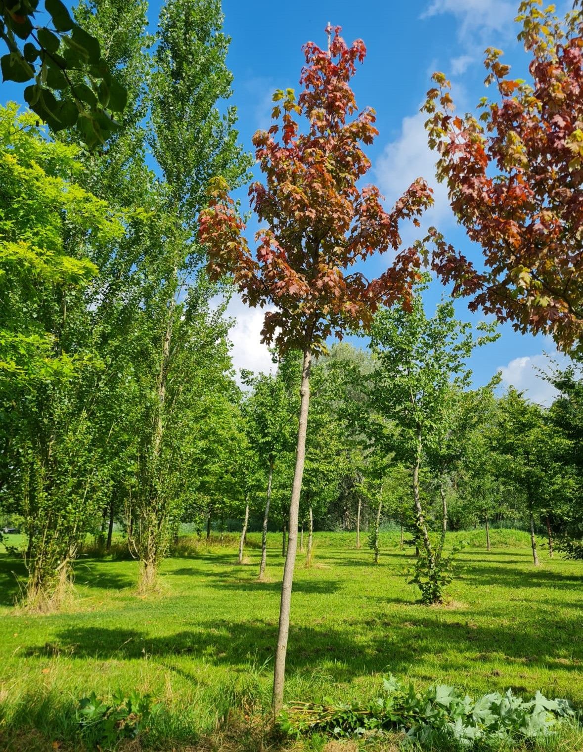 Jonge Rode esdoorn | Hoogstam