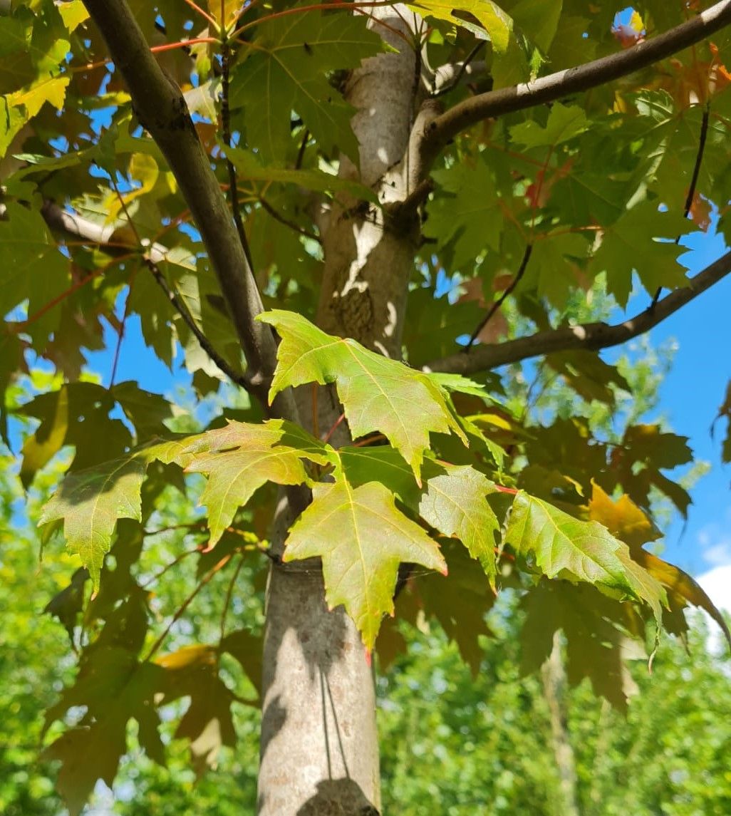 Jonge Rode esdoorn | Hoogstam