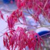 Jonge Japanse esdoorn 'Dissectum garnet' | Laagstam