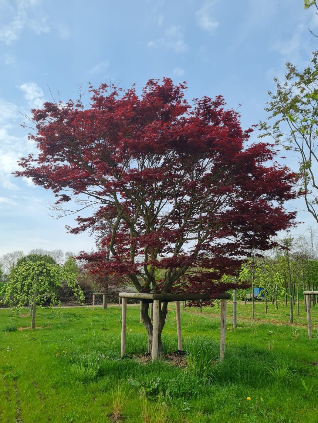 Volwassen Japanse esdoorn 'Atropurpureum' | Meerstammig