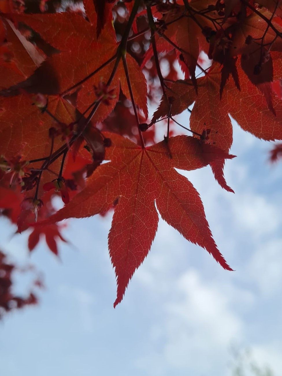 Volwassen Japanse esdoorn 'Atropurpureum' | Meerstammig