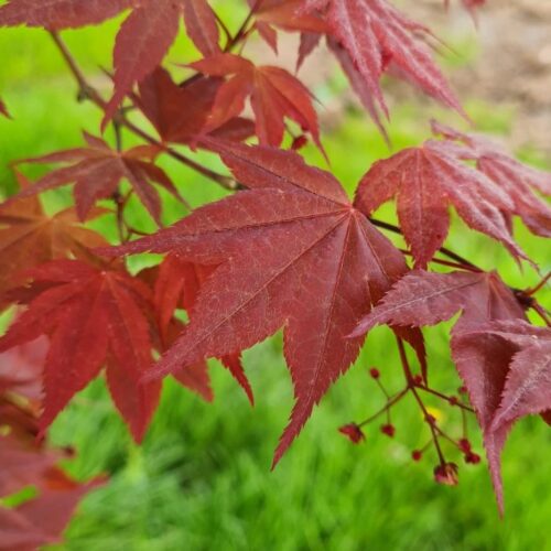 Volwassen Japanse esdoorn 'Atropurpureum' | Meerstammig