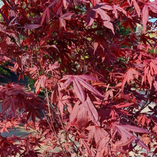 Volwassen Japanse esdoorn 'Bloodgood' | Meerstammig