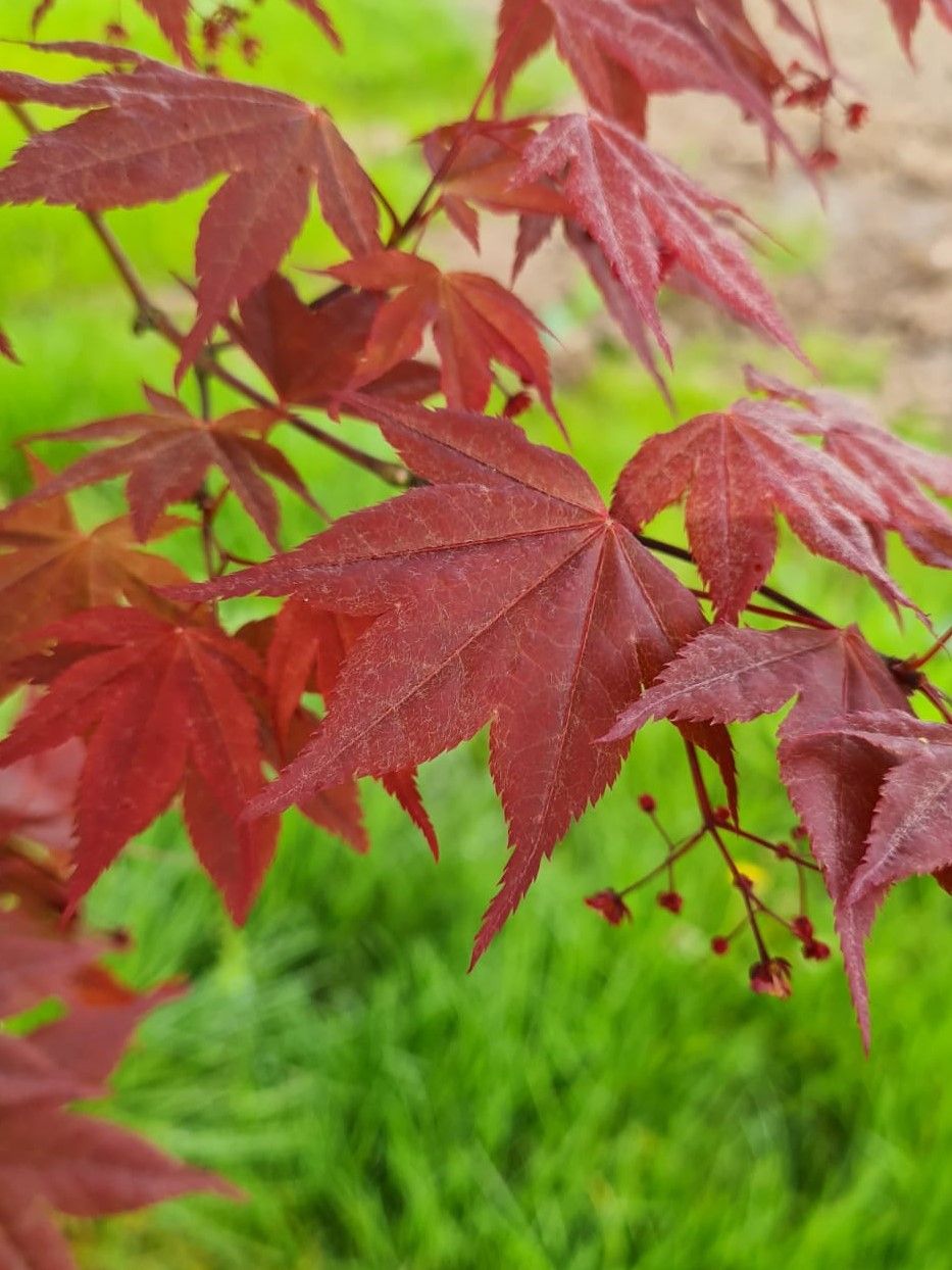 Volwassen Japanse esdoorn 'Atropurpureum' | Meerstammig