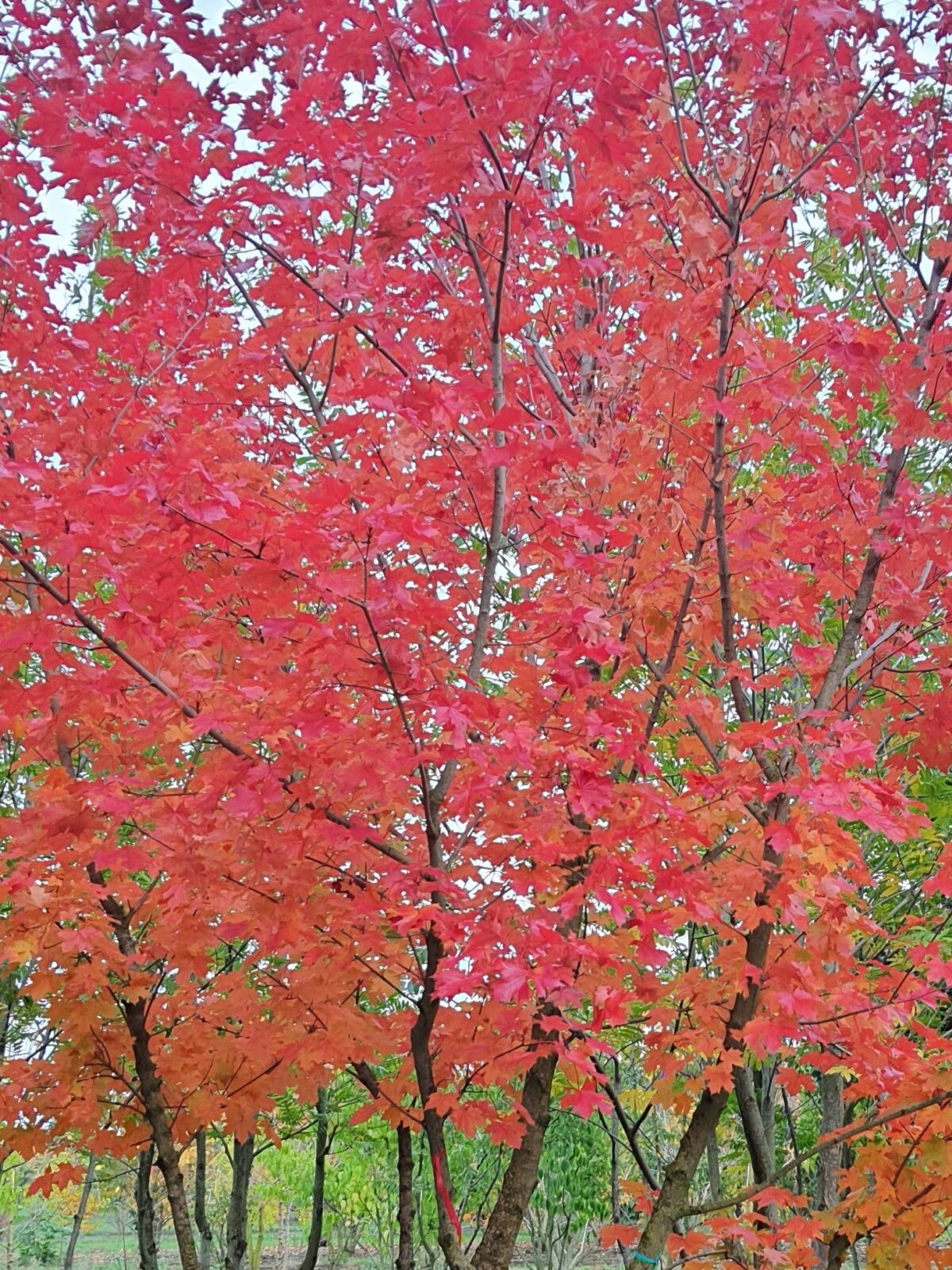 Volwassen Rode Kolchische esdoorn | Meerstammig