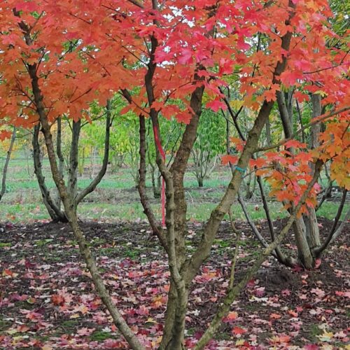 Volwassen Rode Kolchische esdoorn | Meerstammig