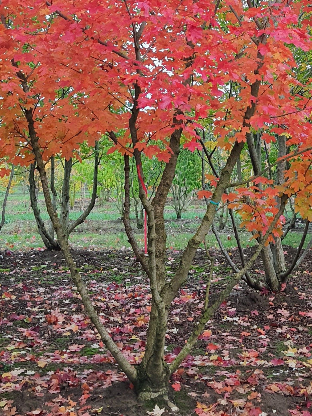 Volwassen Rode Kolchische esdoorn | Meerstammig