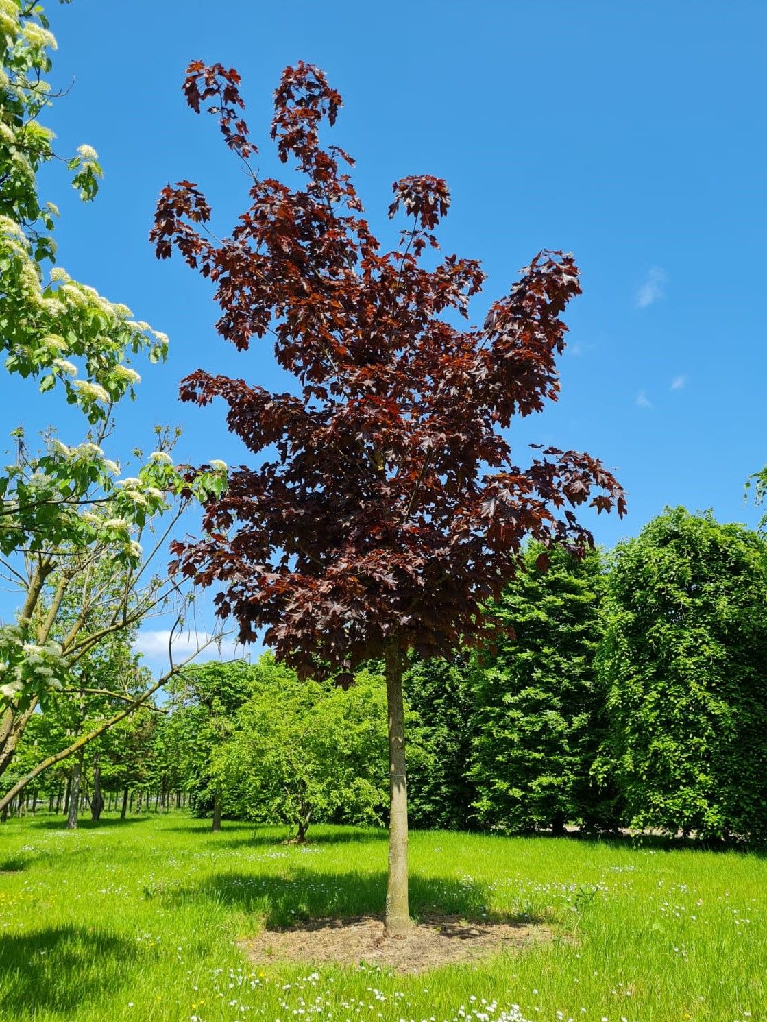 Jonge Rode Noorse esdoorn | Hoogstam