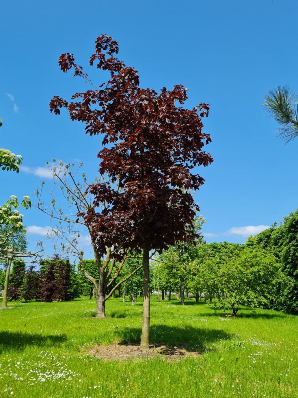 rode-noorse-esdoorn-hoogstam Volwassen Rode Noorse esdoorn | Hoogstam