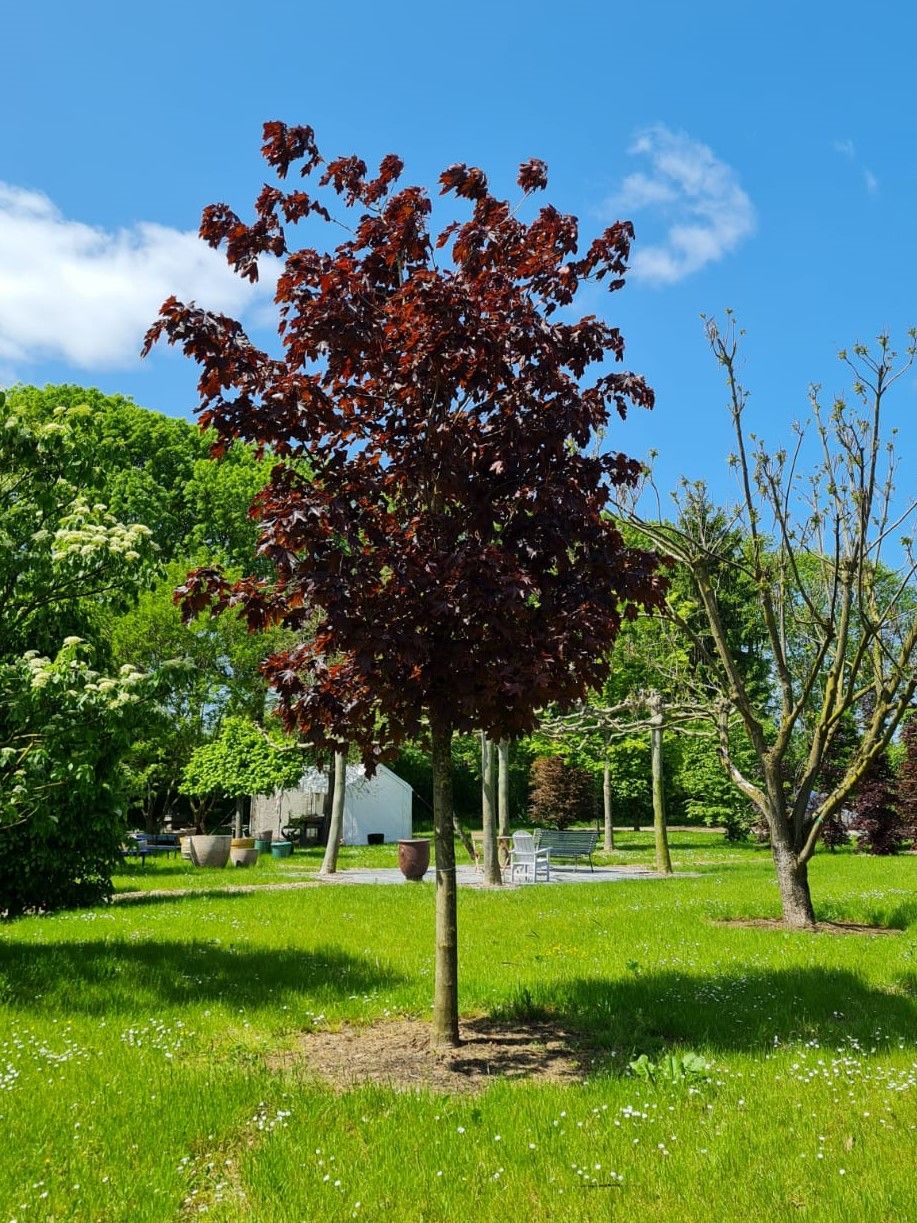 rode-noorse-esdoorn-hoogstam Volwassen Rode Noorse esdoorn | Hoogstam