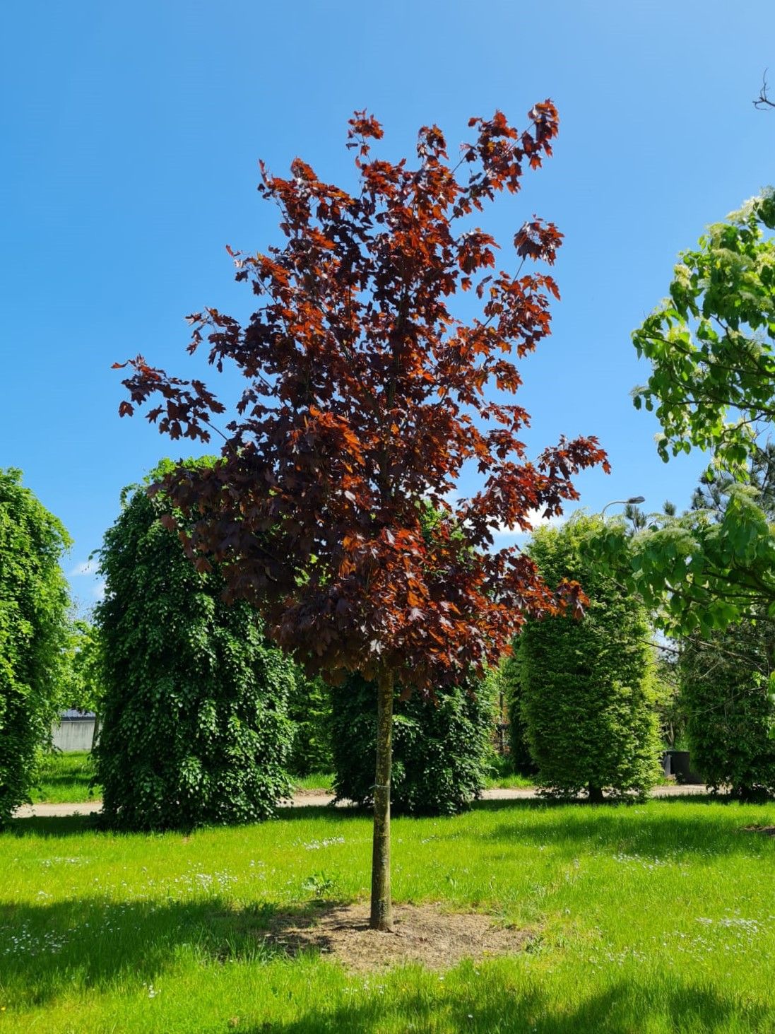 rode-noorse-esdoorn-hoogstam Volwassen Rode Noorse esdoorn | Hoogstam