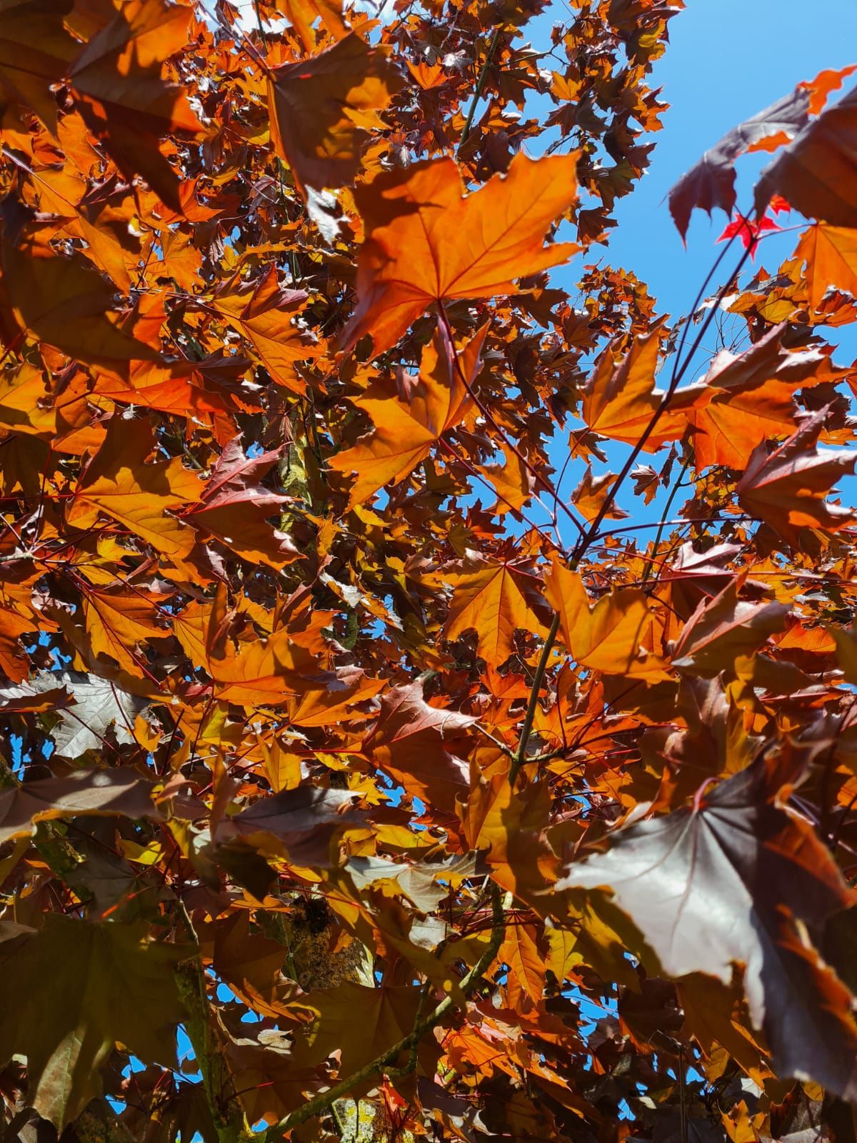 rode-noorse-esdoorn-hoogstam Volwassen Rode Noorse esdoorn | Hoogstam