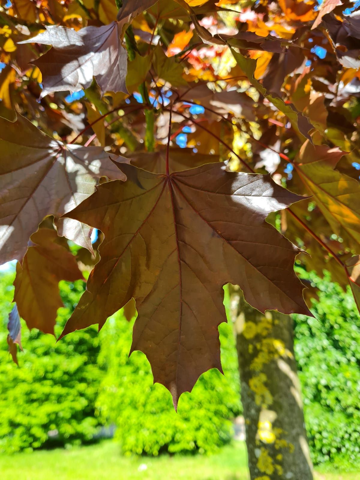 rode-noorse-esdoorn-hoogstam Volwassen Rode Noorse esdoorn | Hoogstam