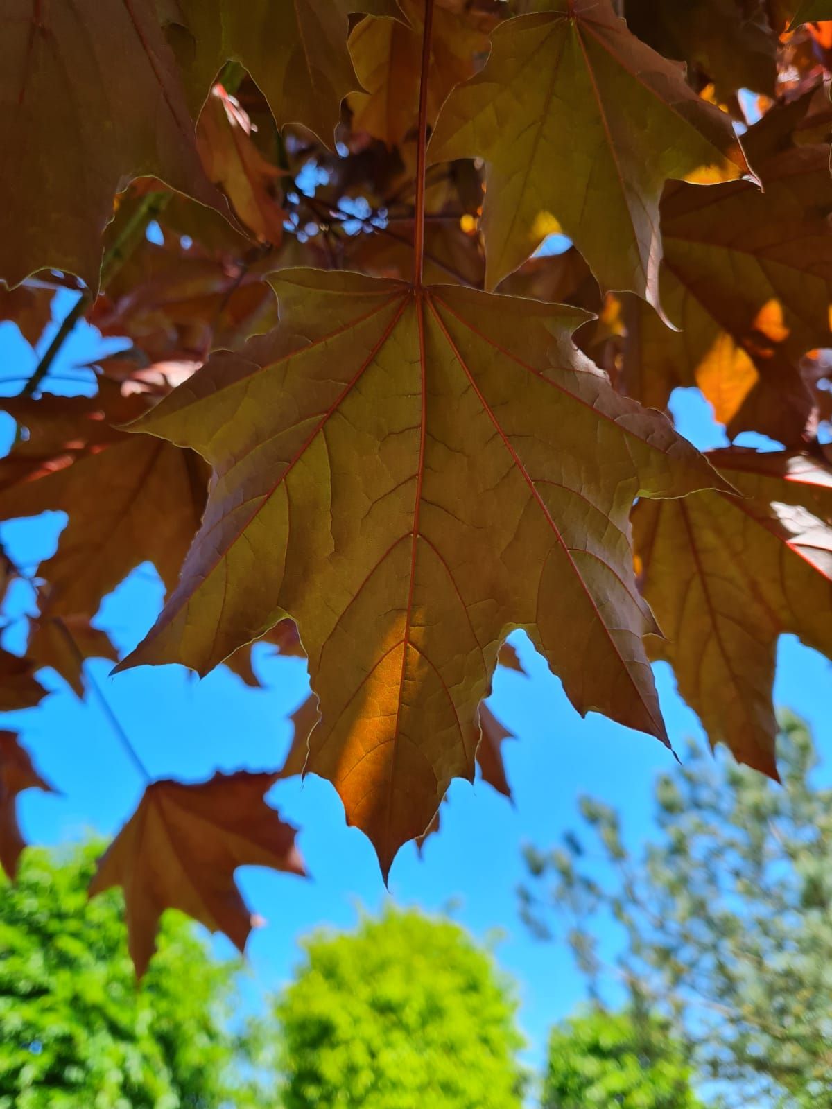 rode-noorse-esdoorn-hoogstam Volwassen Rode Noorse esdoorn | Hoogstam