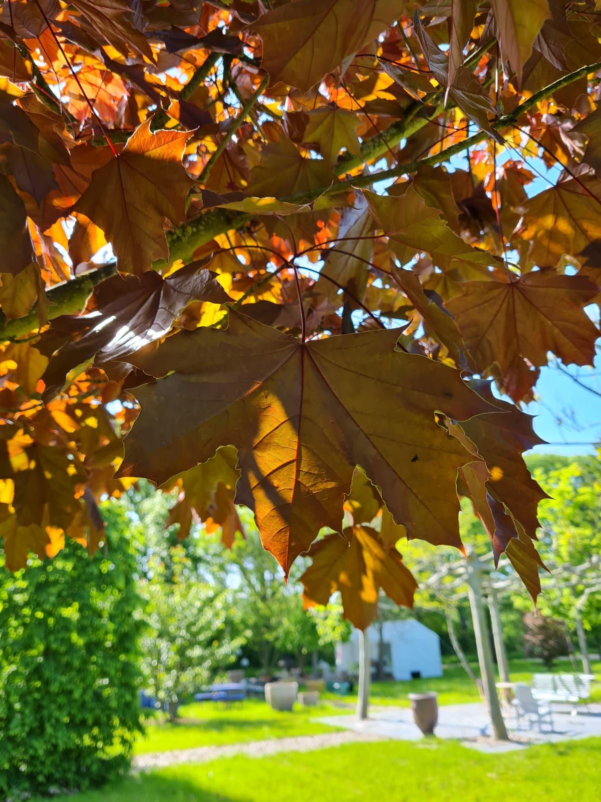 Jonge Rode Noorse esdoorn | Hoogstam