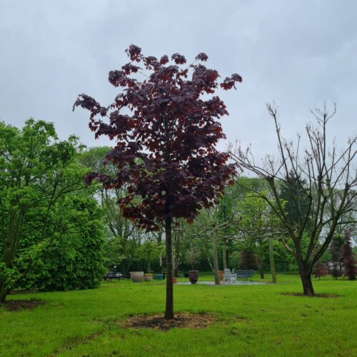 Jonge Rode Noorse esdoorn | Hoogstam