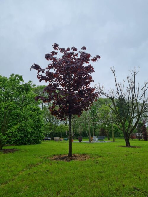 rode-noorse-esdoorn-hoogstam Rode Noorse esdoorn | Hoogstam