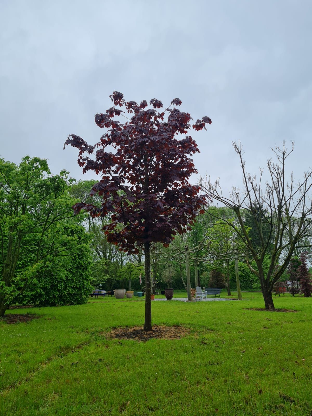 rode-noorse-esdoorn-hoogstam Volwassen Rode Noorse esdoorn | Hoogstam