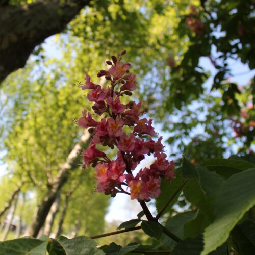 Volwassen Rode paardenkastanje | Hoogstam