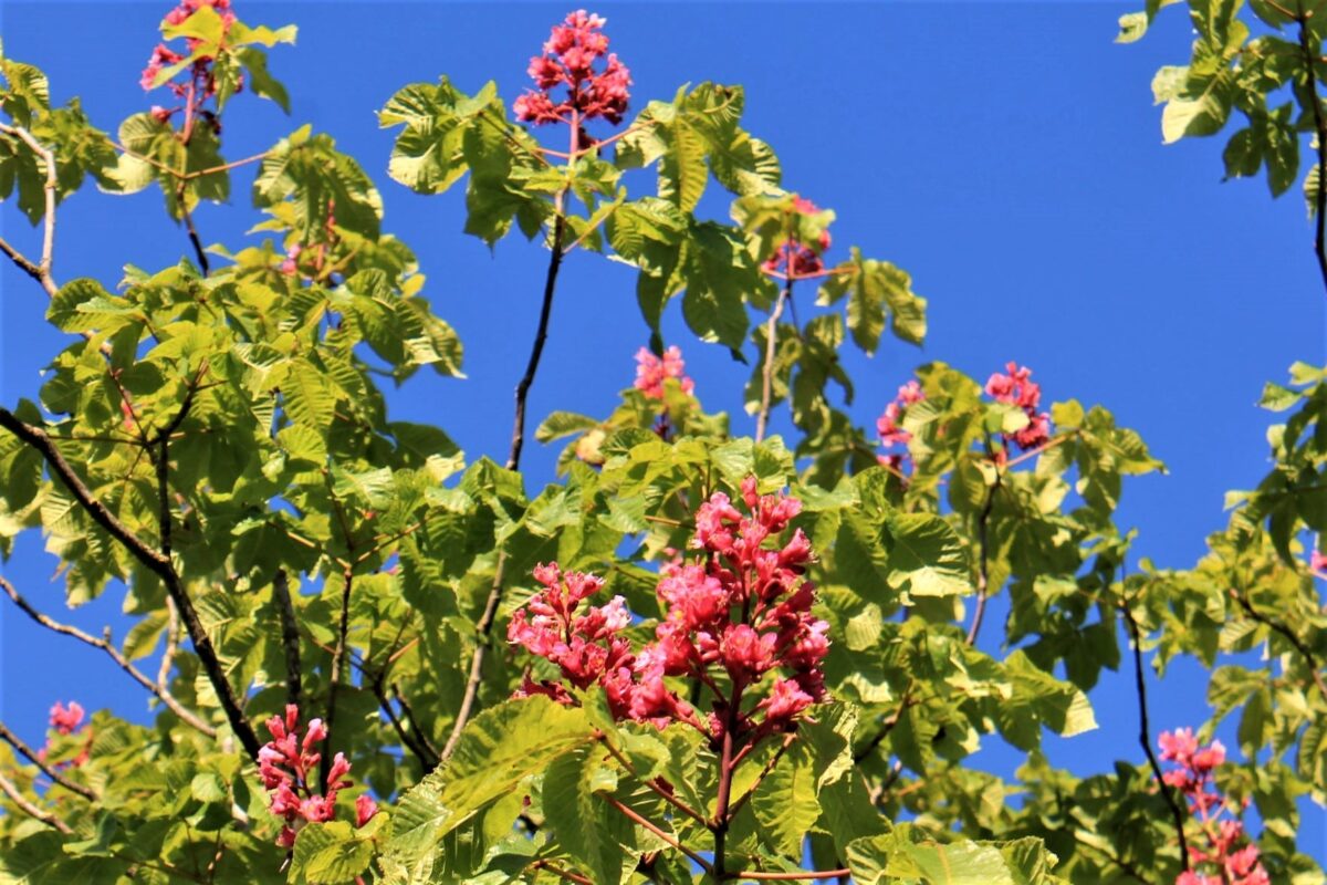 rode-paardenkastanje Rode paardenkastanje