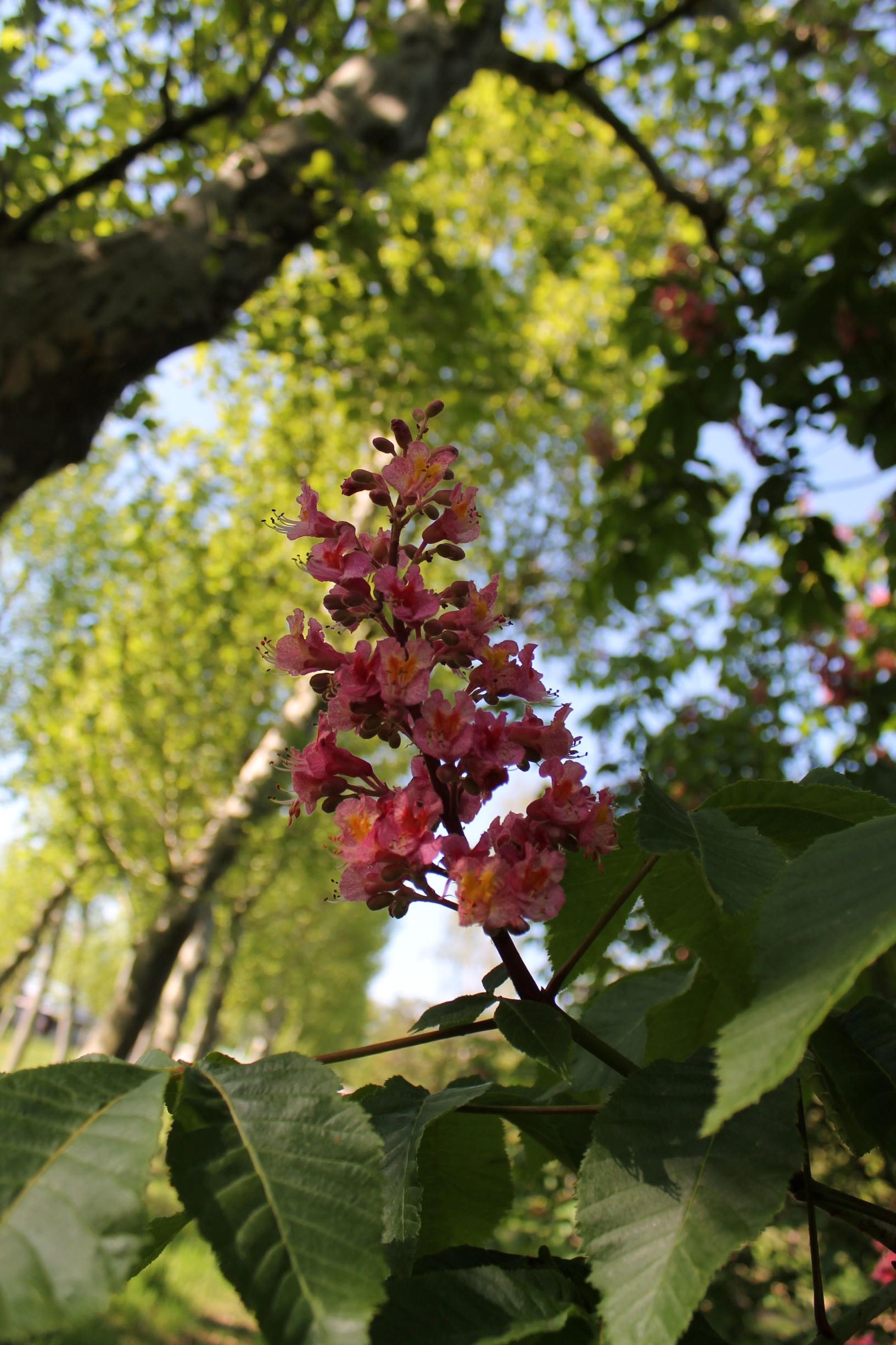 Volwassen Rode paardenkastanje | Hoogstam