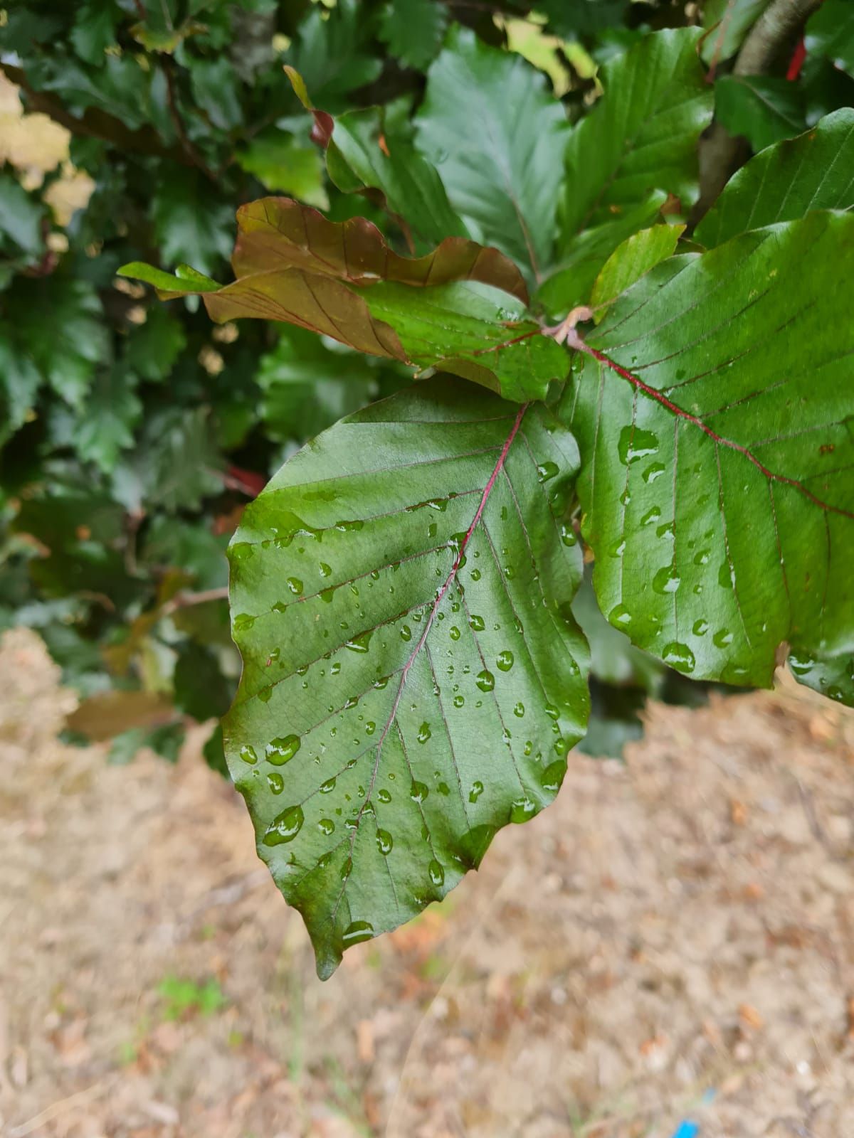 Jonge Rode zuilbeuk 'Dawyck Purple' | Laagstam