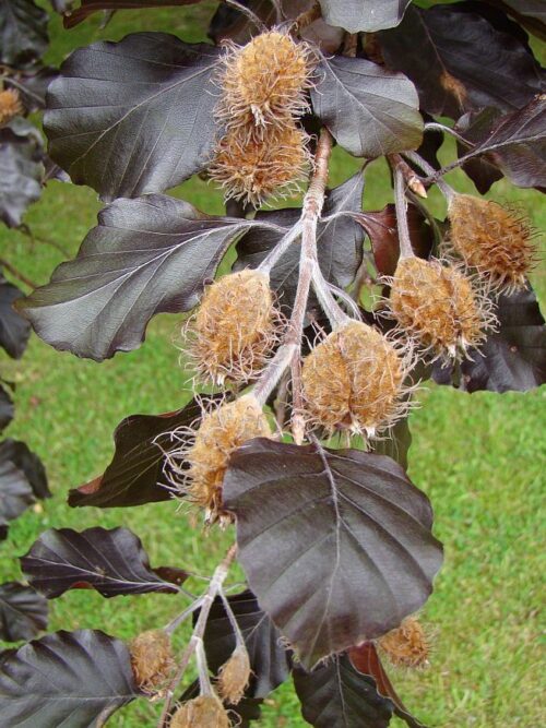 Rode zuilbeuk 'Dawyck Purple' | Laagstam