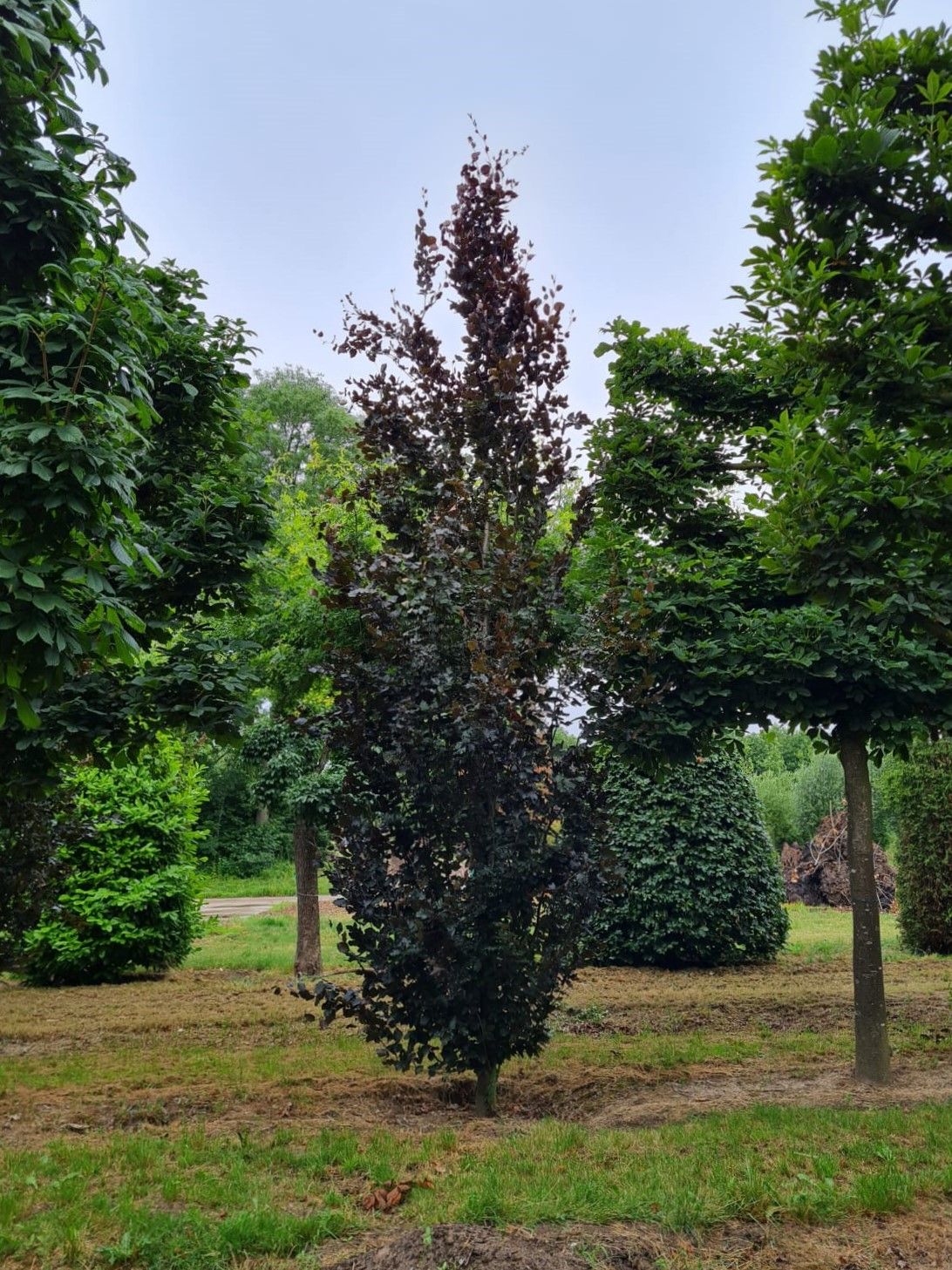 Volwassen Rode zuilbeuk 'Dawyck Purple' | Laagstam