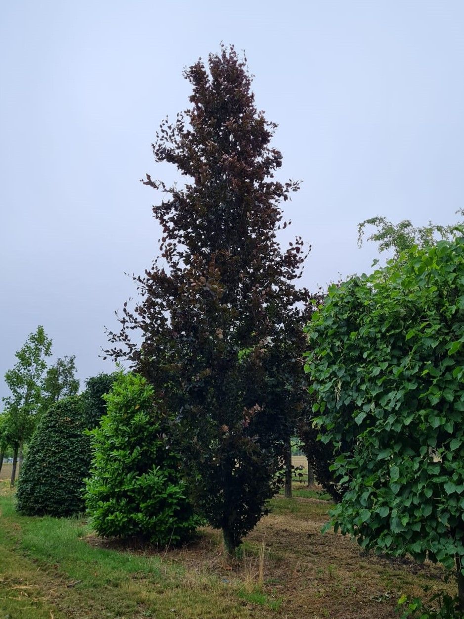 Volwassen Rode zuilbeuk 'Dawyck Purple' | Laagstam