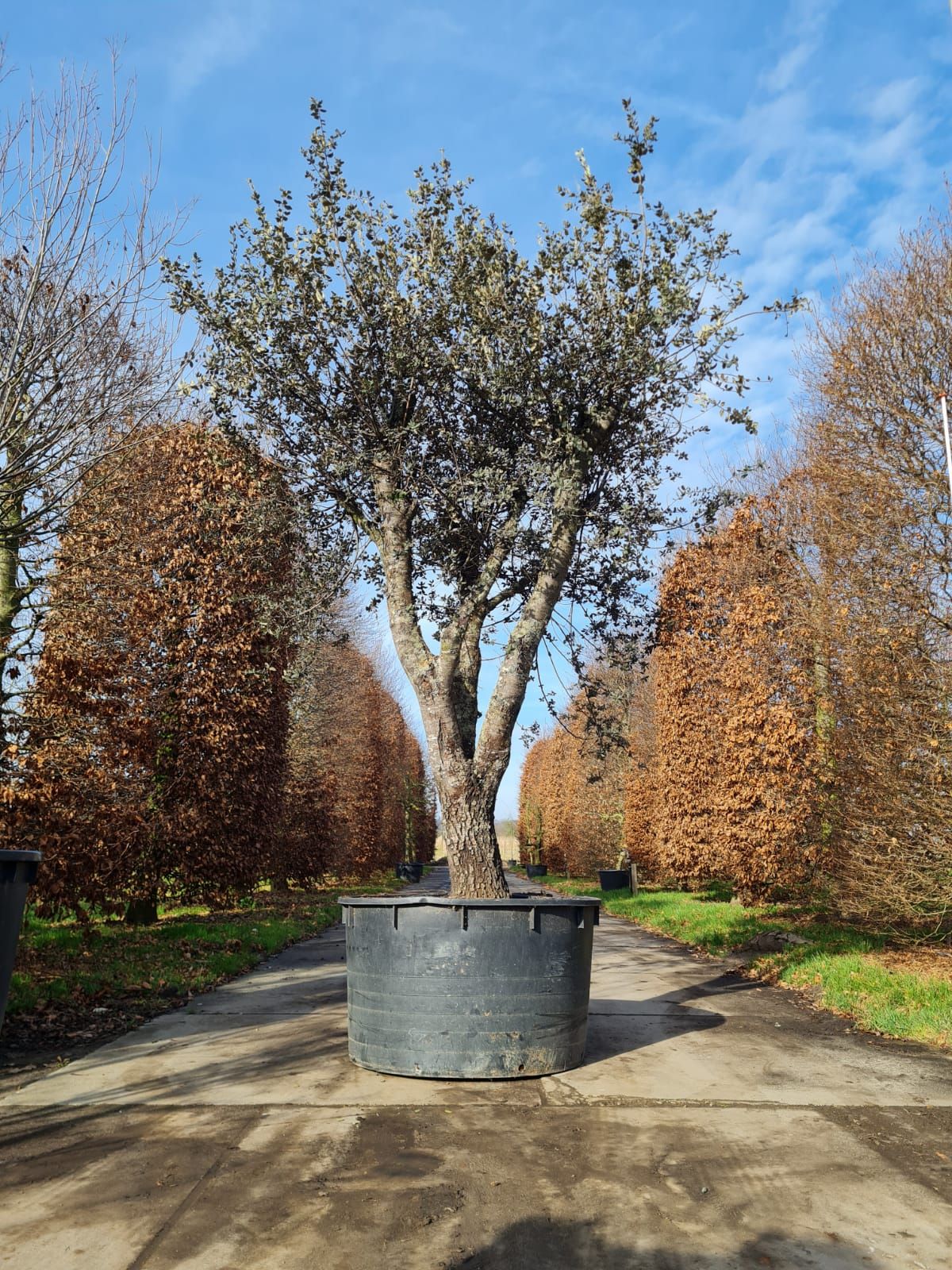 rondbladige-steeneik-hoogstam Rondbladige steeneik | Halfstam / solitair