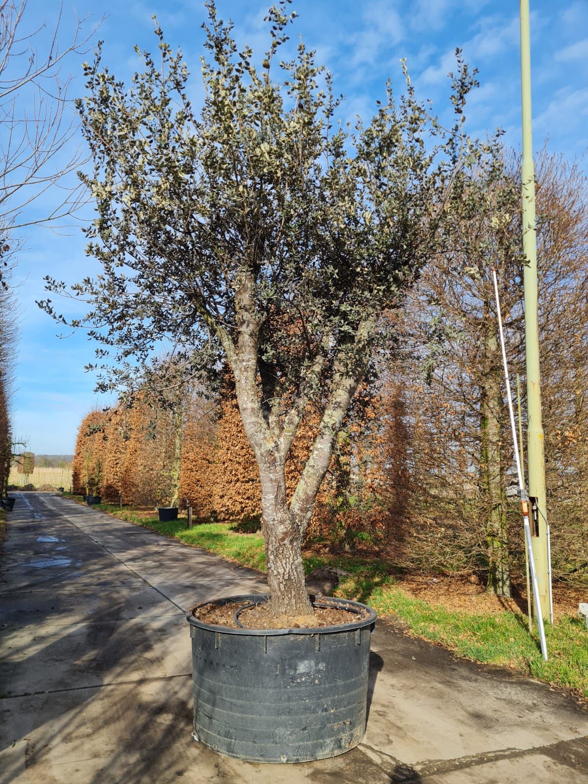 rondbladige-steeneik-hoogstam Rondbladige steeneik | Halfstam / solitair
