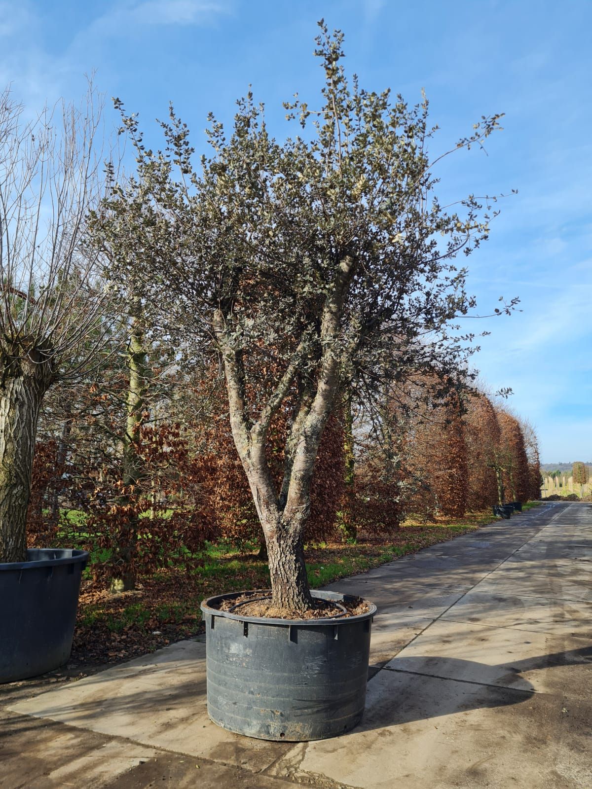 rondbladige-steeneik-hoogstam Rondbladige steeneik | Halfstam / solitair